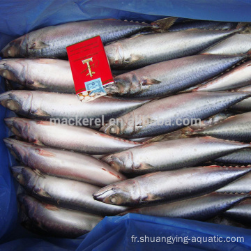 Prix ​​bon marché Frozen MacKerel Fish 100-200g à vendre